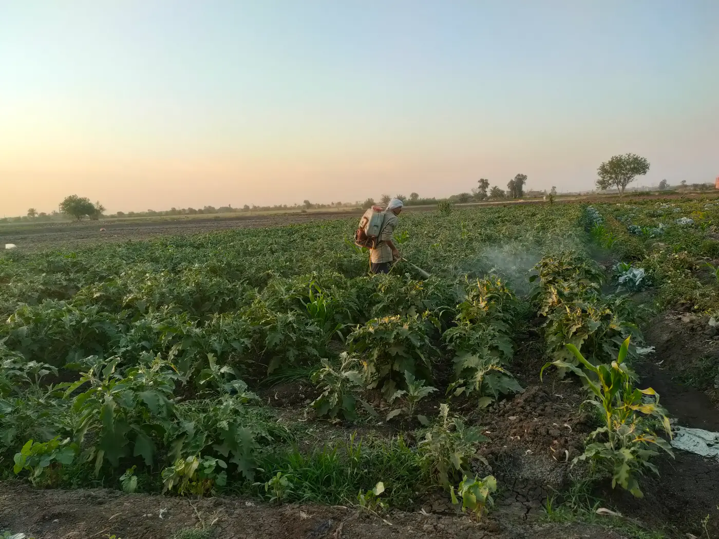 P-Vita Field Trials - Advanced Agricultural Research